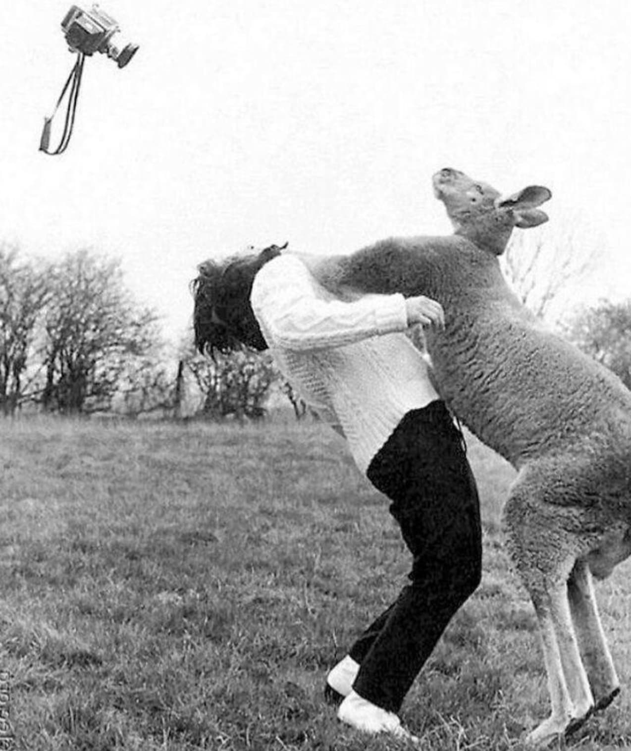 kangaroo hits photographer